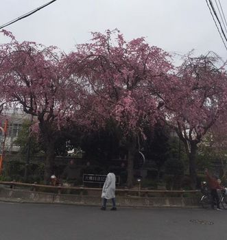daibutu sakura.jpg